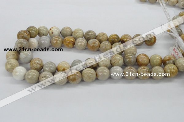 CFC65 15.5 inches 16mm round fossil coral beads wholesale