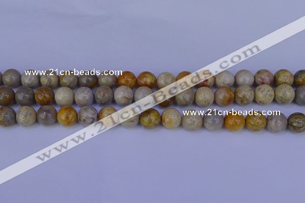 CFC203 15.5 inches 10mm round fossil coral beads wholesale