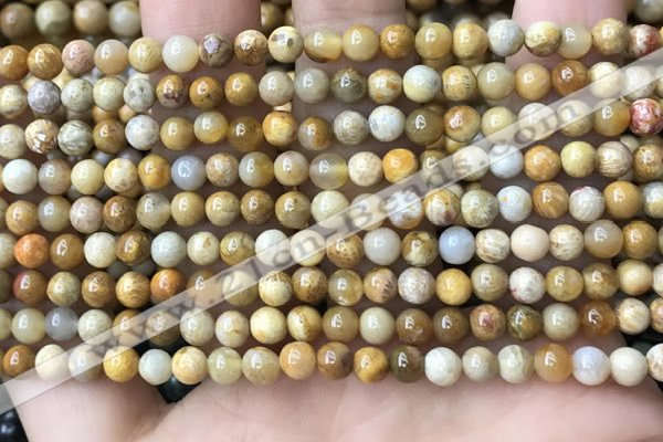 CFC320 15.5 inches 4mm round fossil coral beads wholesale