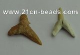 CGP541 15*25mm - 22*30mm shark teeth pendants wholesale