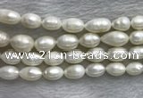 FWP205 15 inches 10mm - 11mm rice white freshwater pearl strands