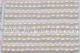 FWP454 half-drilled 5-5.5mm bread freshwater pearl beads